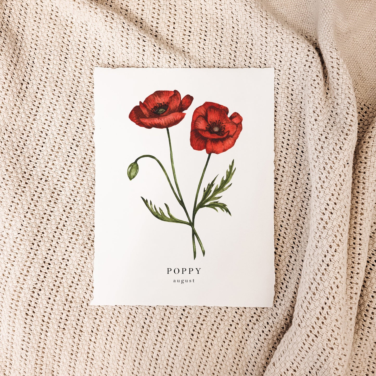 August - Poppy