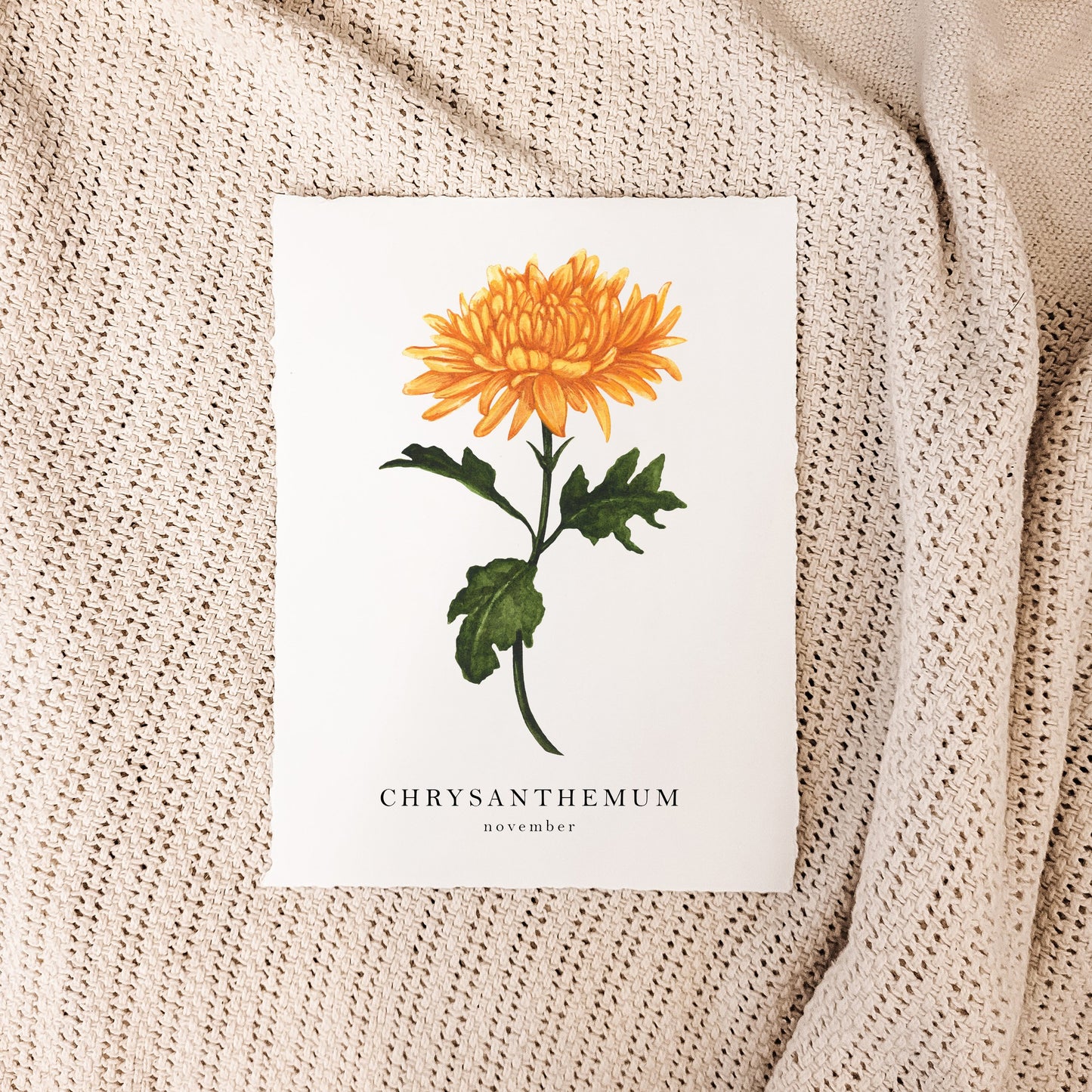 November - Chrysanthemum