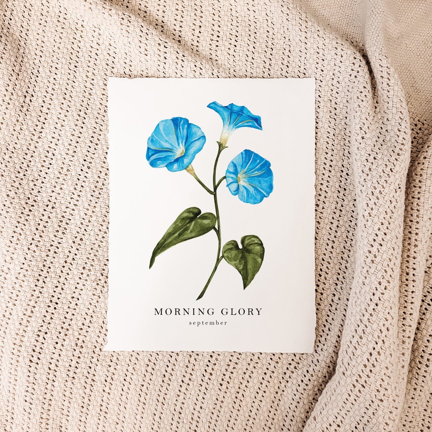 September - Morning Glory