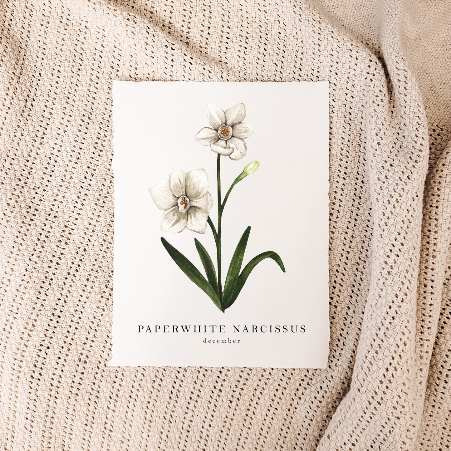 December - Paperwhite Narcissus