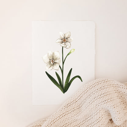 December - Paperwhite Narcissus