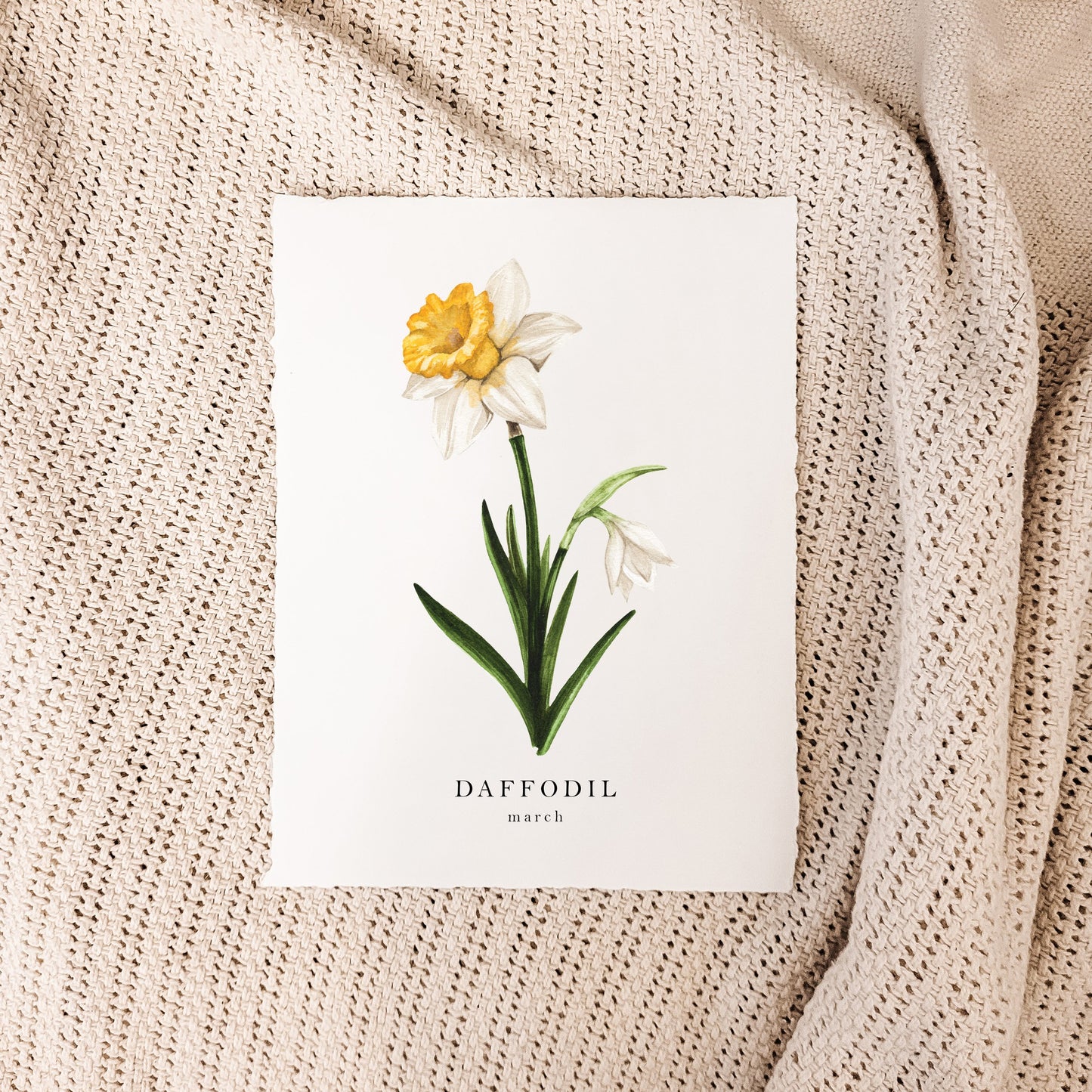 March - Daffodil