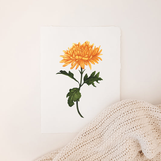 November - Chrysanthemum