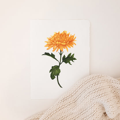 November - Chrysanthemum